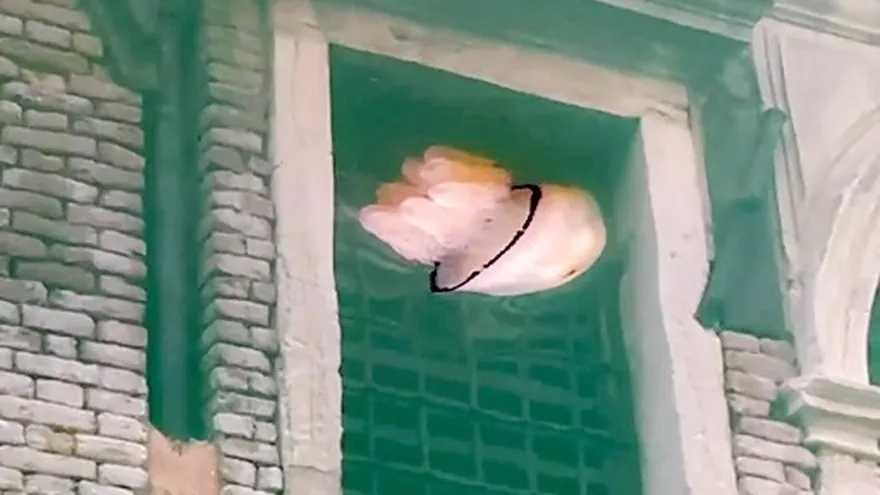 El ecosistema de la laguna de Venecia sale a la luz con el confinamiento