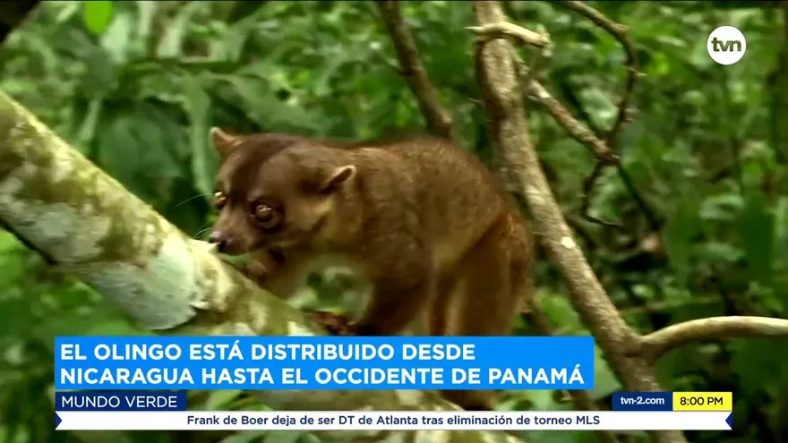 MundoVerde: Los Olingos