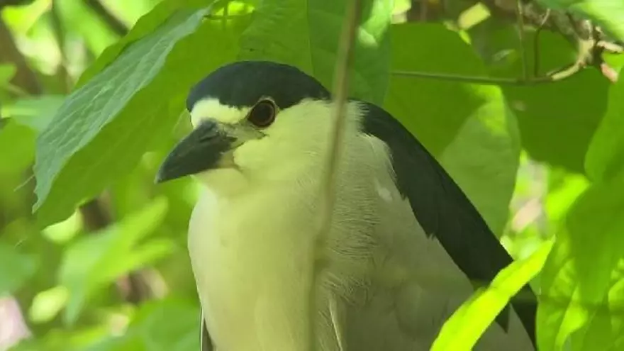 Panamá reúne una variedad de aves.