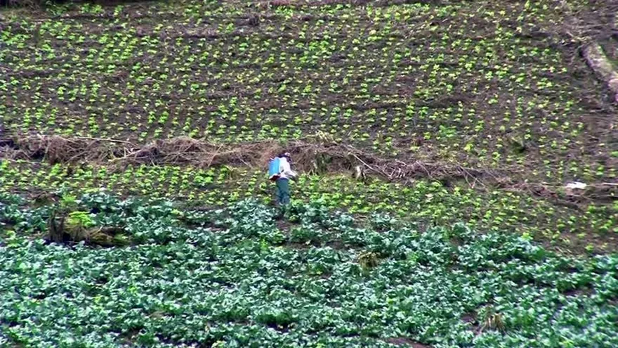Cuando reina la importación