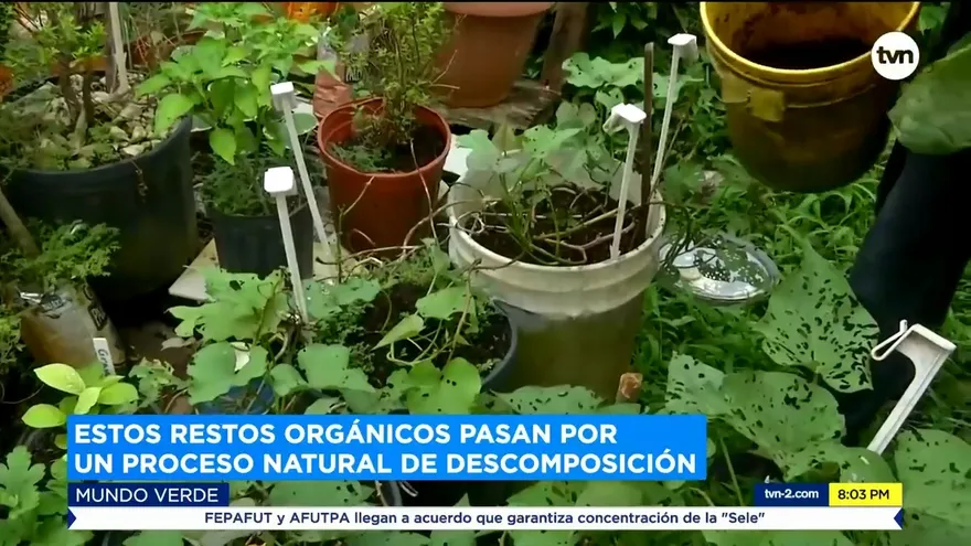 Mundo Verde: Reciclaje orgánico doméstico