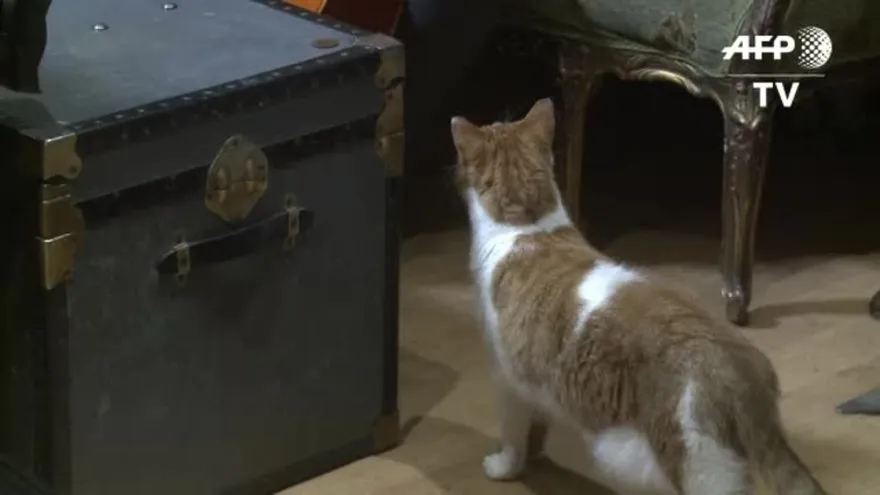 Un disco de música clásica… para gatos