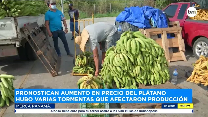 Pronostican aumento en precio del plátano