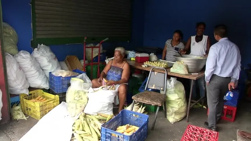 Peligra producción del maíz nacional