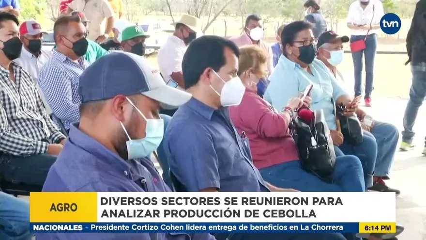 Productores del país piden alto a aumento de precios e importaciones de la Cebolla