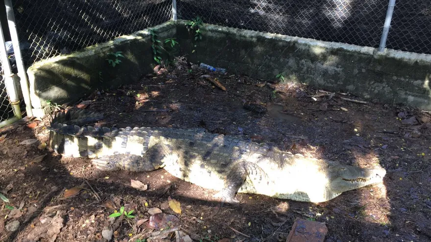 Murió cocodrilo del parque Summit