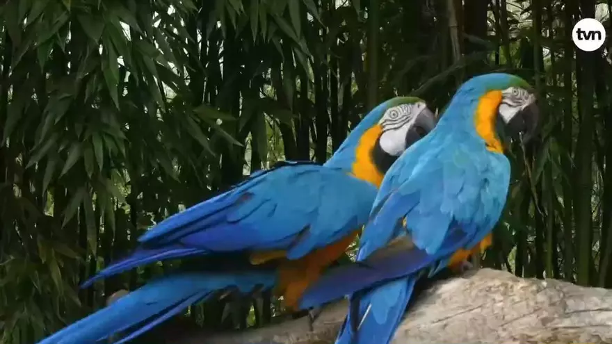 Mundo Verde: Las Guacamayas