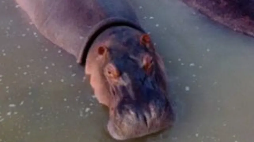 Países rechazan a los hipopótamos de Pablo Escobar por una mutación genética