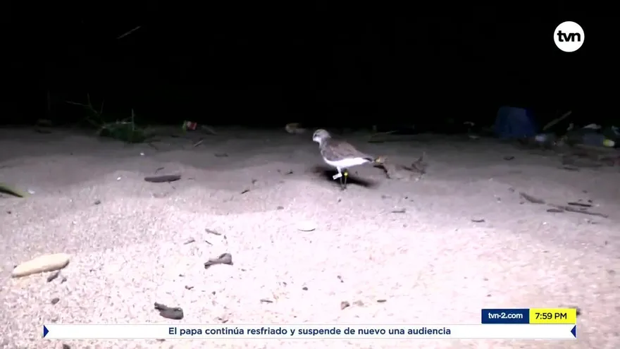 Mundo Verde: anillación y marcaje de aves