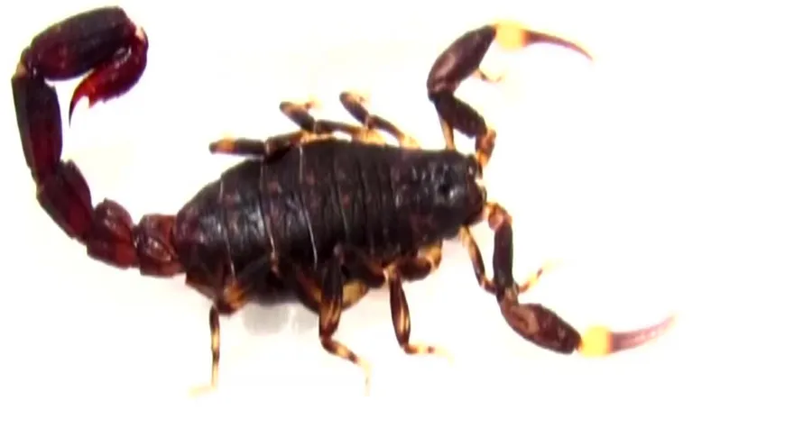 Aumentan los casos de picaduras de alacrán