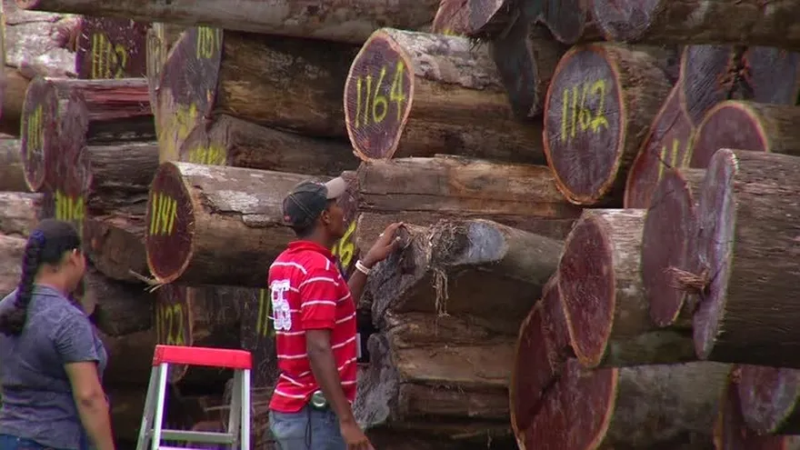 Decreto permitirá que la madera de exportación no se corte en territorio nacional
