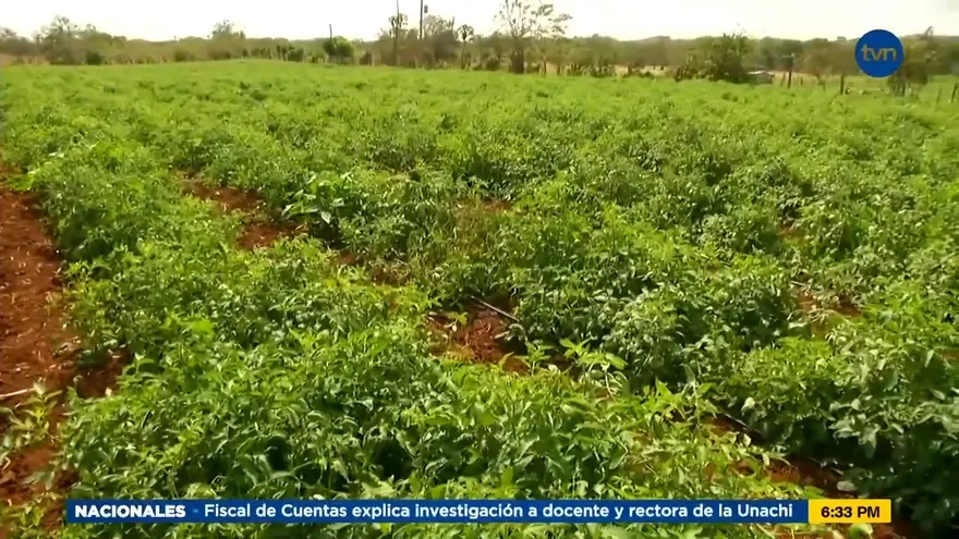 Lluvias afectan producción de tomate en Los Santos