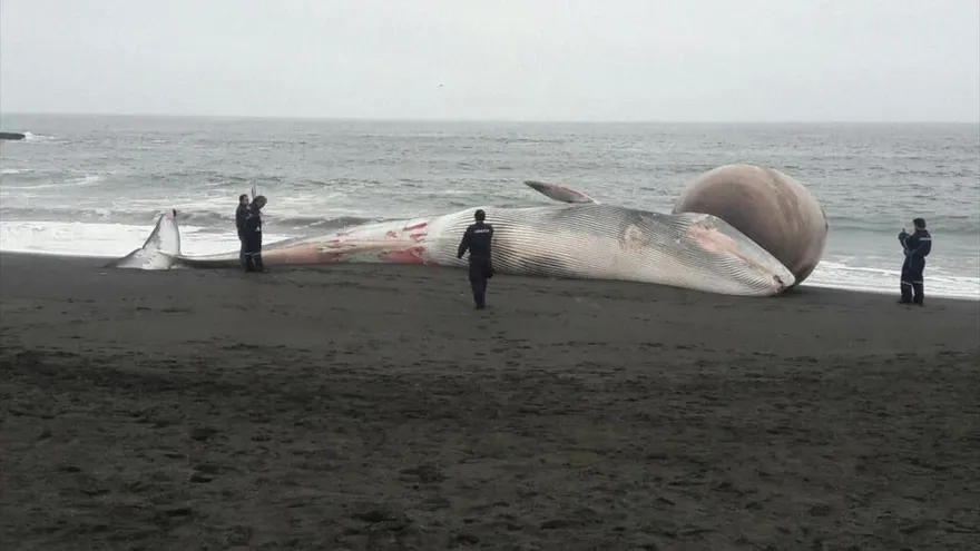 Entierran en Chile a ballena varada con protuberancia