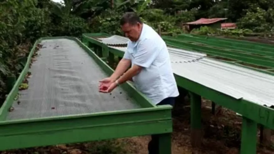 Productores cosecharán en enero el café más fino de Panamá