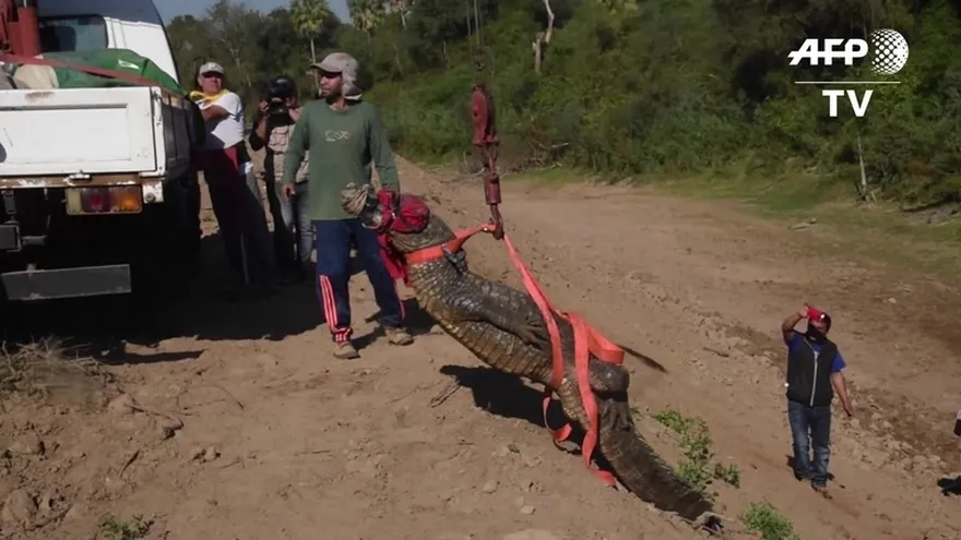 Rescatan a miles de caimanes amenazados por sequía en Paraguay