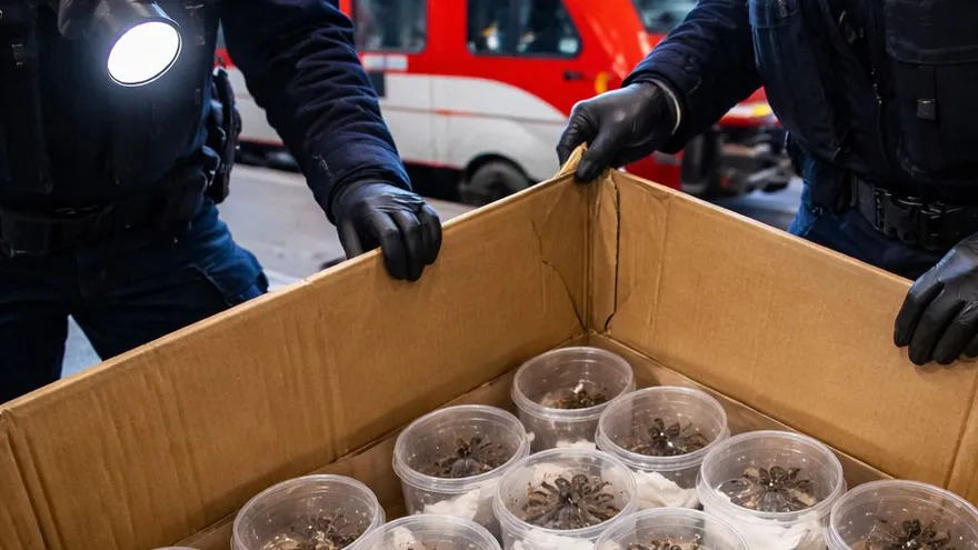 Paquete con 20 tarántulas en un tren de Alemania. Imagen con fines ilustrativas creada con inteligencia artificial