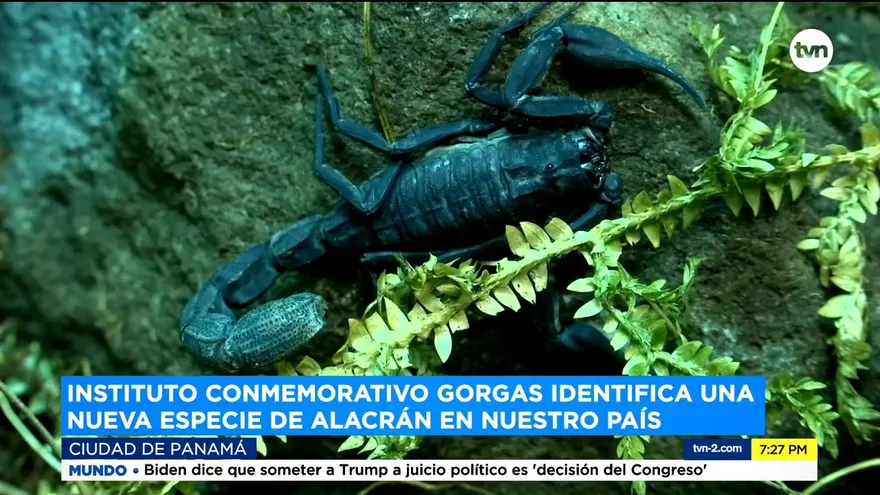 Gorgas detecta nueva especie de alacrán