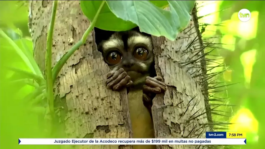 Mundo Verde: Pandemia afecta a organizaciones ambientales