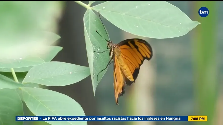Mundo Verde: Mariposario