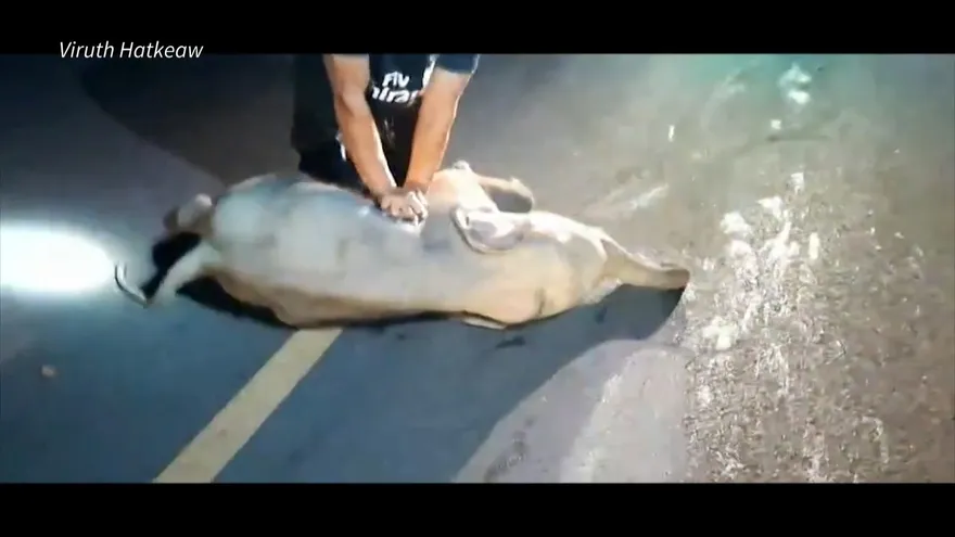 Hombre salva a un elefante bebé con masaje cardiaco