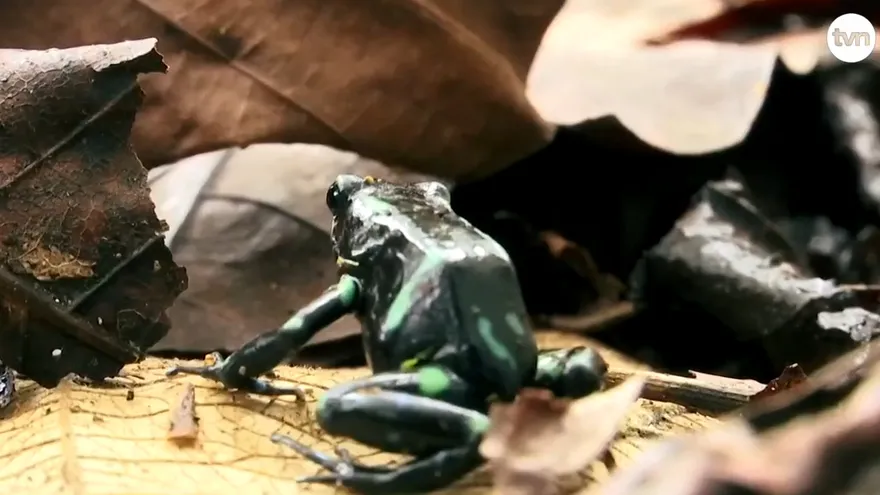 Mundo Verde: Rana Verdinegra