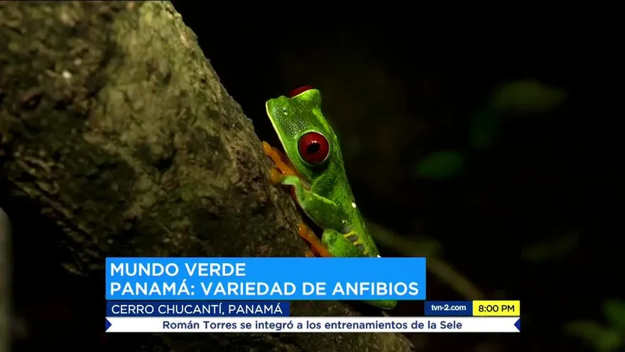 Los peligros que enfrentan los anfibios en Panamá
