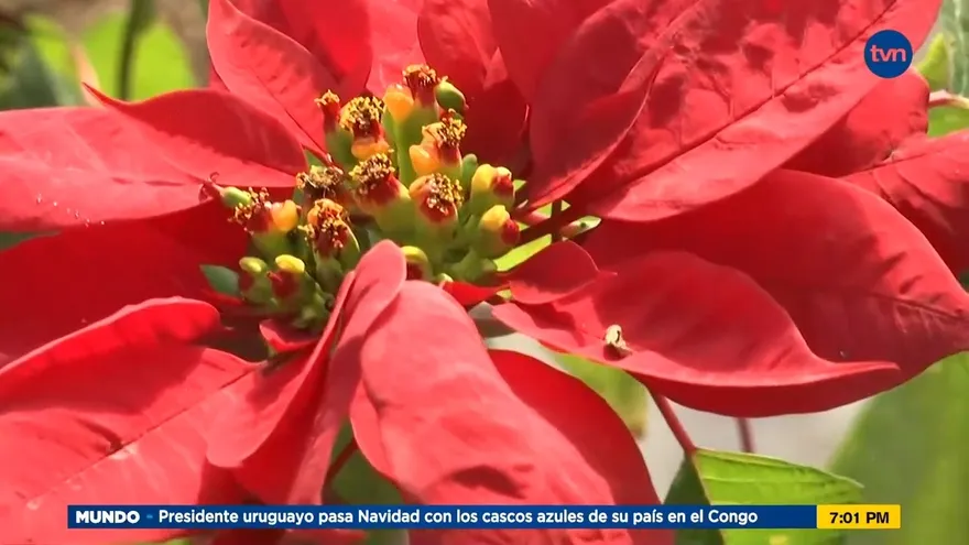 Mundo Verde: Flor de Pascua