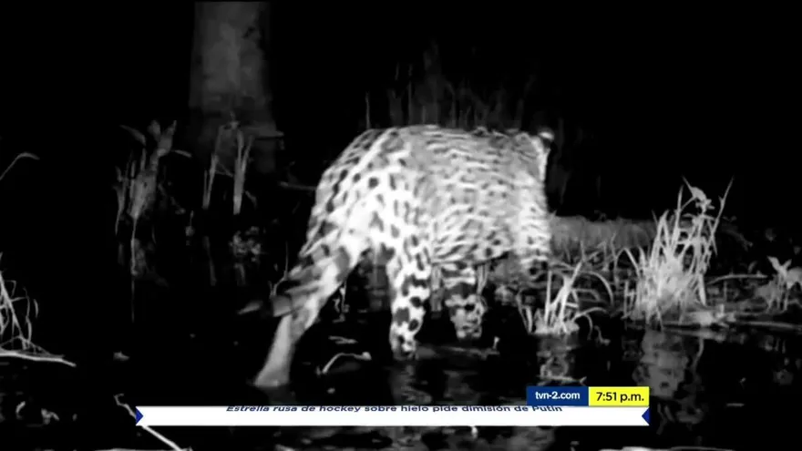 Mundo Verde: el ocelote y su lucha por sobrevivir