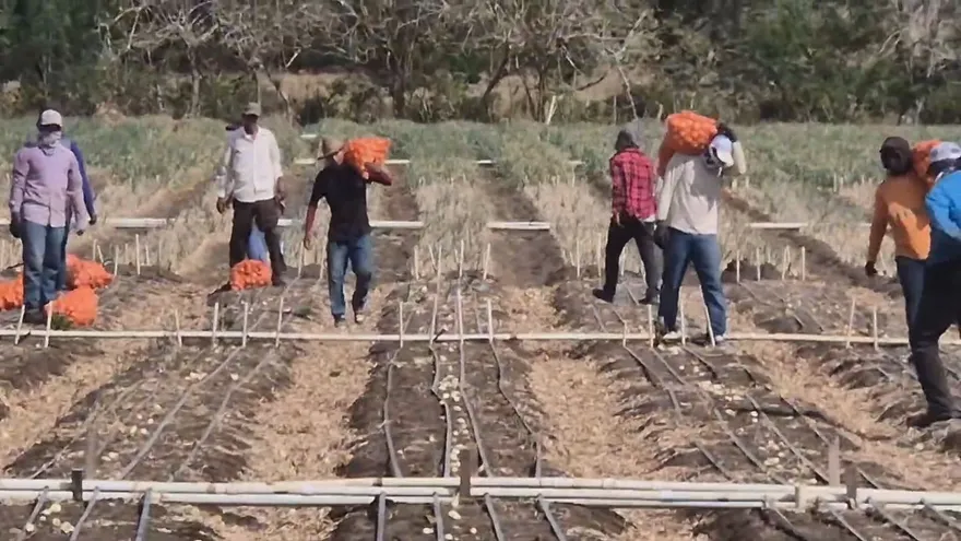 Productores de cebolla piden revisión nacional de anaqueles ante presuntas afectaciones