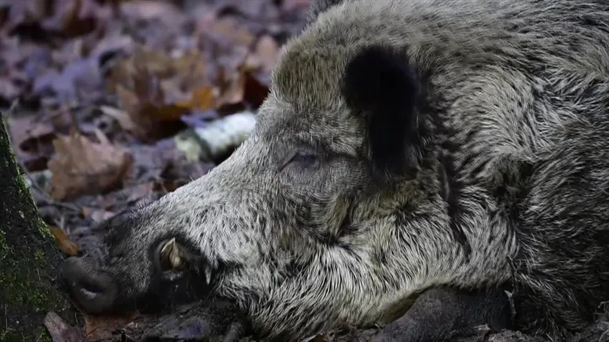 Los jabalíes se apoderan de las calles de Berlín