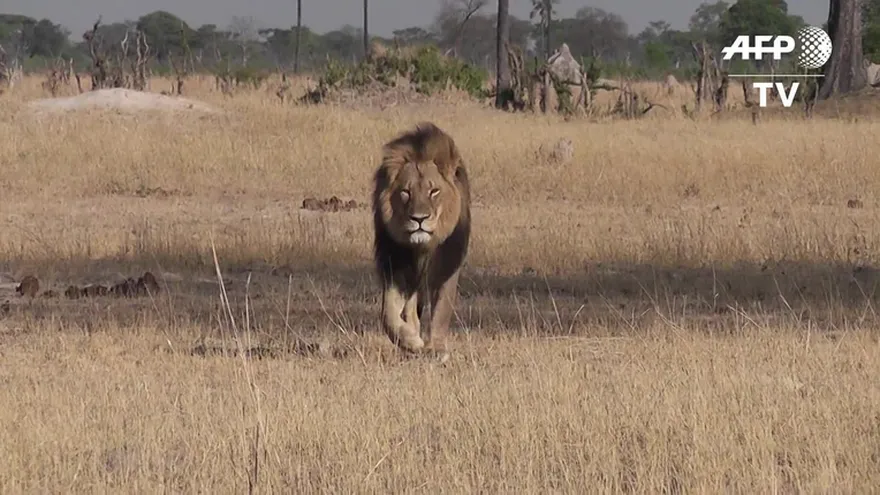 Zimbabue pide la extradición del cazador del león Cecil
