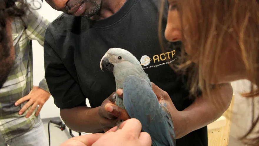 "Ararinha-azul" de Brasil