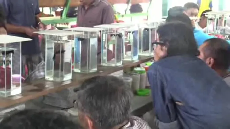 Pequeños pero matones, los peces beta libran épicas peleas en Tailandia