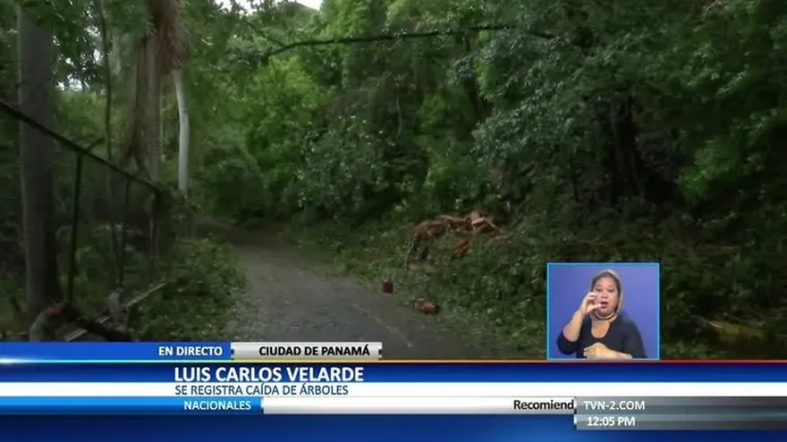 Árboles caídos por lluvias este miércoles