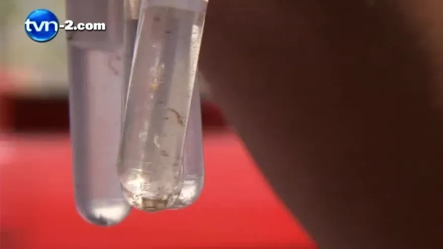 Redoblan acciones contra mosquitos ante caso autóctono de Chikungunya