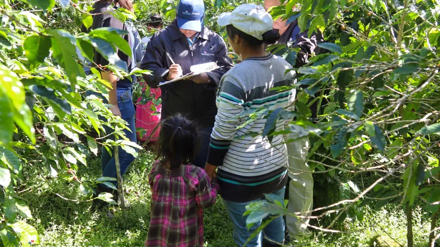 Una niña fue encontrabaja con trabajadores en una finca cafetalera de Boquete