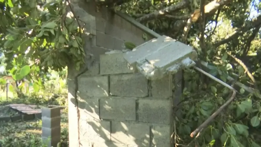 Fuertes vientos provocaron caída de árboles en Dolega