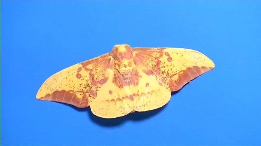 Descubren mariposa con supuesto rostro de Jesús