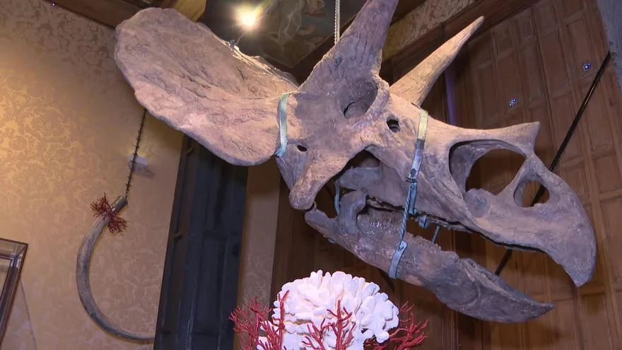 Un cráneo de triceratops de hace 67 millones de años, suspendido con una fina correa metálica en Ámsterdam, Países Bajos