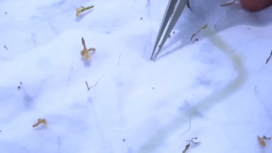 Síntomas de enfermedad provocada por garrapatas se confunden con el dengue