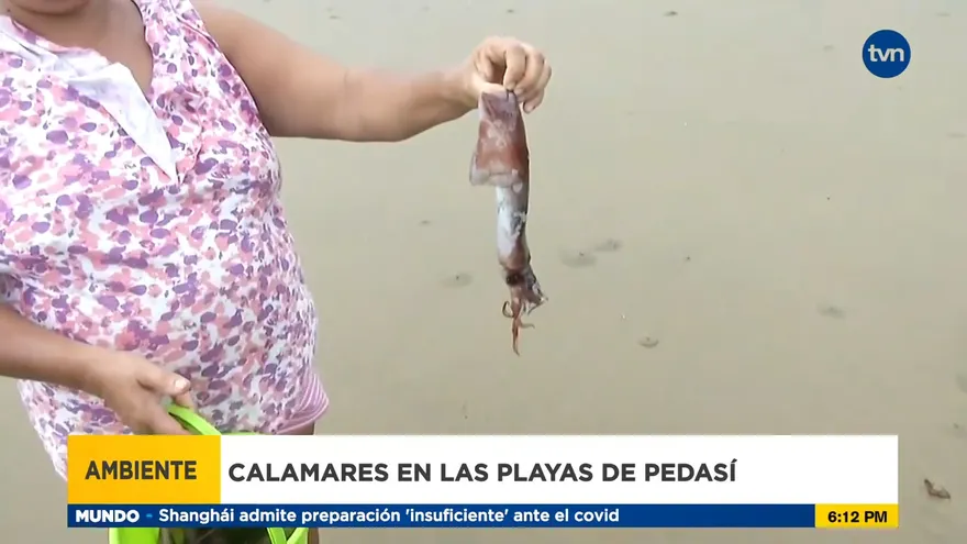 Biólogos reacciona por calamares en las playas de Pedasí