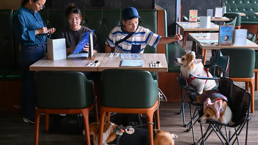 Hong Kong permite por primera vez en décadas la entrada de perros a restaurantes