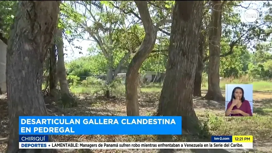 Desarticulan gallera clandestina en Pedregal de Chiriquí