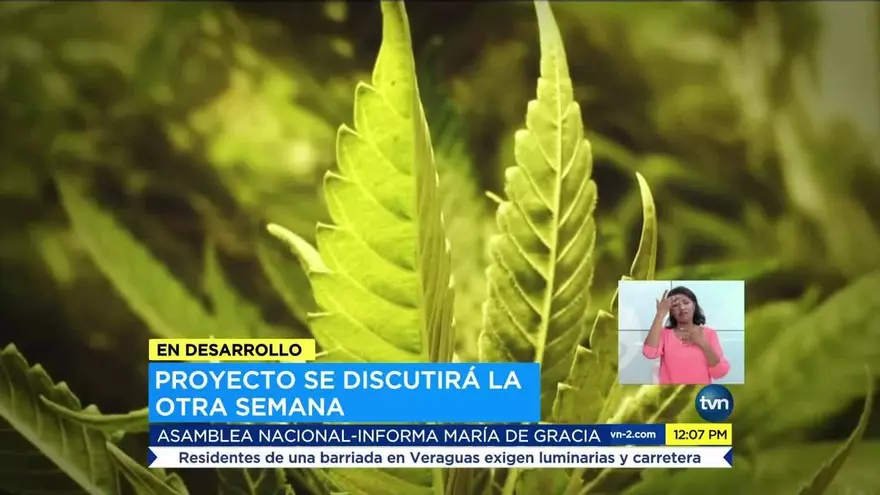 Posponen discusión de proyecto de ley sobre uso medicinal del cannabis