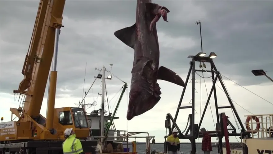 Capturan al segundo pez más grande del mundo