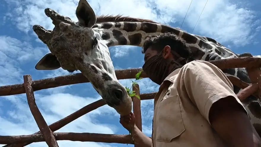 Animales de zoológico hondureño sobreviven con donaciones durante pandemia