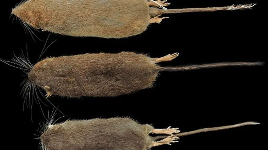 Roedores descubierto en Perú