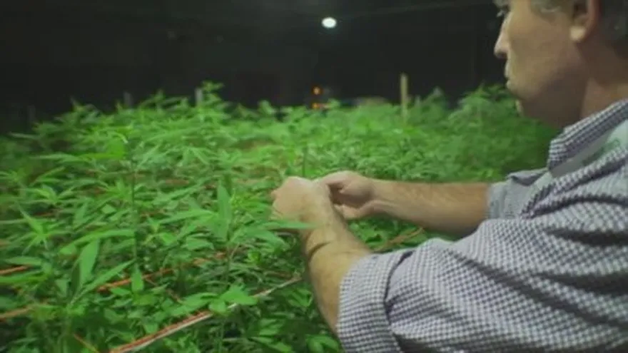 Inspecciones a empresas que buscan licencia de cannabis medicinal