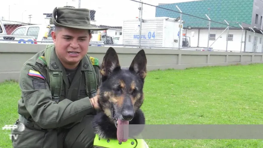 Sombra, la perra desplazada por la guerra de drogas en Colombia