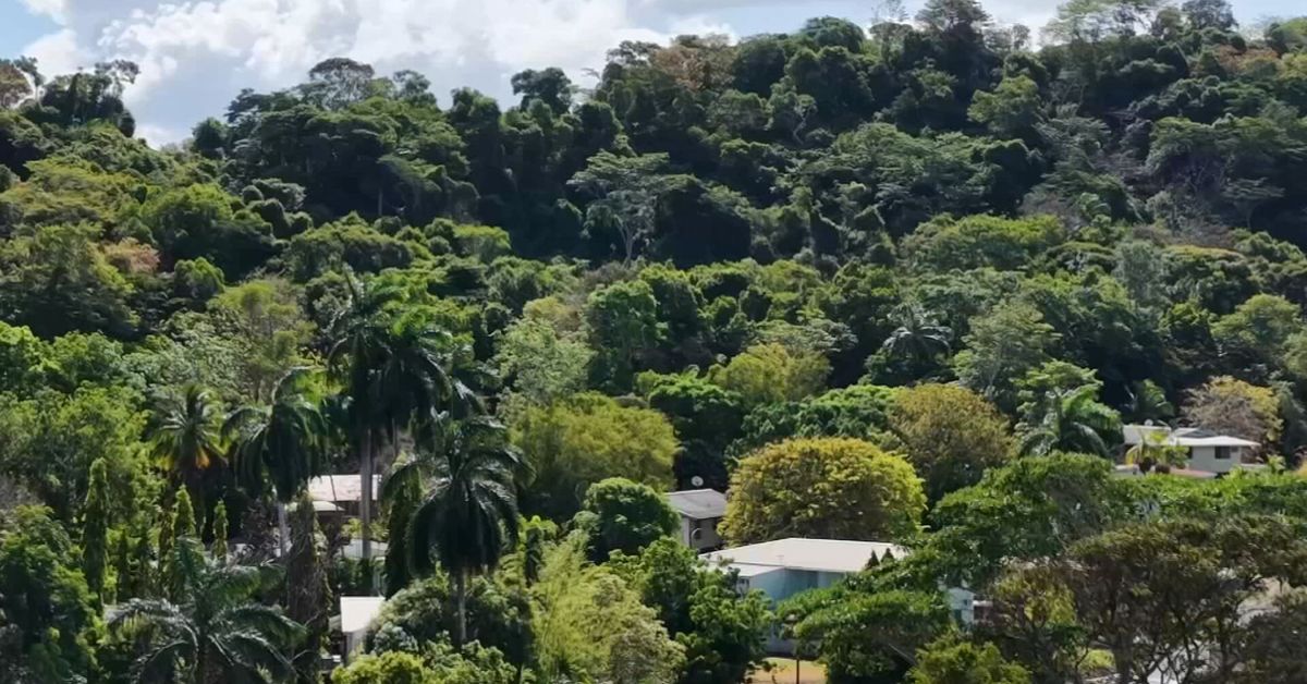 Mundo Verde: Bosques bajo estrés
